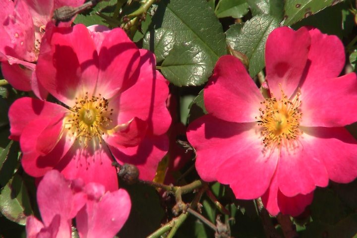 Drift rose is low maintenance Super Plant